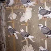 کبوتر کویتی گراف|پرنده|کاشمر, |دیوار