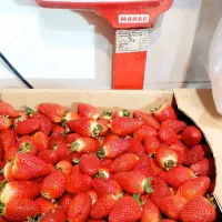 توت فرنگی|عمده‌فروشی|همدان, |دیوار