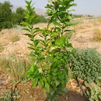 فروش ۲۸۰۰ متر باغ