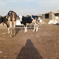 گاو و گوساله|حیوانات مزرعه|کوهسار (البرز), |دیوار