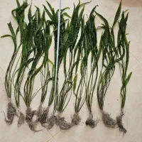 گیاه آکواریوم کریپتون