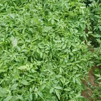 نهال گوجه قرمز