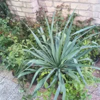 فروش درخت و انواع گل|خدمات باغبانی و درختکاری|اهواز, نادری|دیوار