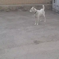 واگذاری سگ نگهبان