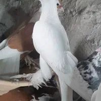 کبوتر|پرنده|صوفیان, |دیوار