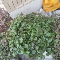گل طبیعی|گل و گیاه طبیعی|شیراز, تندگویان|دیوار