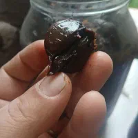 سیر ترشی|خوردنی و آشامیدنی|ضیابر, |دیوار