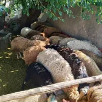 گوسفندزنده مساوی یکدست کله پاچه رایگان