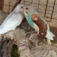مرغ عشق