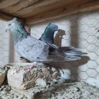 ‌کبوتر هفت رنگ و کله چیل جفت ابهر