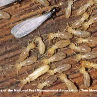 ریشه کنی موریانه سوسک موش تضمینی