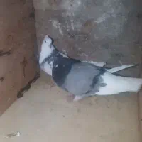 کبوتر شازده|حیوانات مزرعه|تاتار علیا, |دیوار