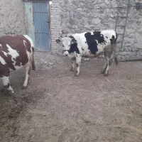 سلام|حیوانات مزرعه|دلبران, |دیوار