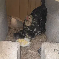 مرغ و جوجه