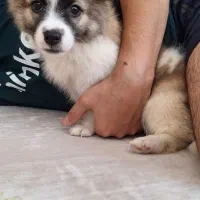 توله ۵ماهه میکس شیتزو و اشپیتز