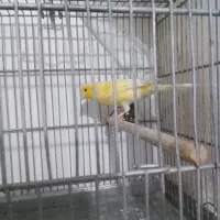 قناری، سهره|پرنده|اسفرورین, |دیوار