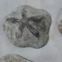 فوسیل|کلکسیون اشیاء عتیقه|زنجان, |دیوار