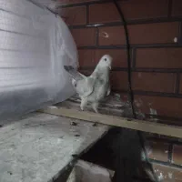 ابلغ|پرنده|پردیس, فاز ۸|دیوار