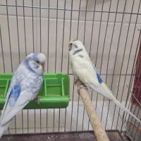 مرغ عشق معمولی  نر مرغ عشق انگلیسی نر