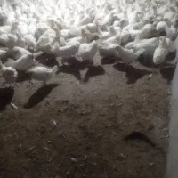 مرغ|حیوانات مزرعه|خوی, |دیوار