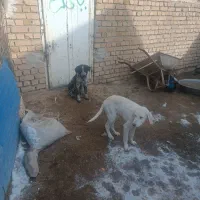 توله دورگ و قدرجونی