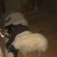 میش وبره|حیوانات مزرعه|کارزان, |دیوار