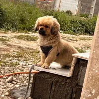 حیون خونگی بسیار با ادب