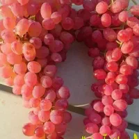 فروش نهال انگور قرمز بیدانه گلدانی