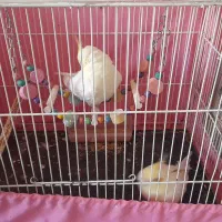 عروس هلندی|پرنده|طرقبه, |دیوار