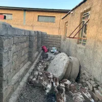 بوقلمون قرمز زیر قیمت|حیوانات مزرعه|بانه, |دیوار