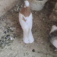 کفتر طوقی|پرنده|مشهد, هفده شهریور|دیوار