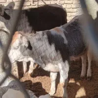 گاو و گوساله.گوساله نر وماده سیمینتال|حیوانات مزرعه|کوهنانی, |دیوار