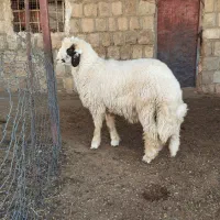 بره قوچ سنجابی