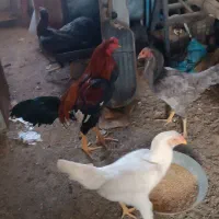 مرغ و خروس لاری|حیوانات مزرعه|کاشان, شهرک صنعتی امیرکبیر ۲|دیوار