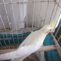 عروس هلندی مولد واقعی|پرنده|دماوند, دماوند|دیوار