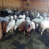 فروش تعداد گوسفند داشتی