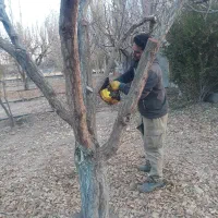 هرس درختان باغ وباغچه کاشت نهال پاییزه.