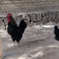 مرغ و خروس محلی