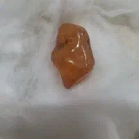 کهربا زنده