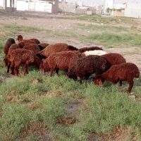 ۱۶راس بره ۴ماه تا ۵ماه به شرط میدم قیمت دانه ۱۱۵۰۰