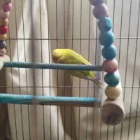 مرغ عشق ماده|پرنده|شیراز, بازار|دیوار