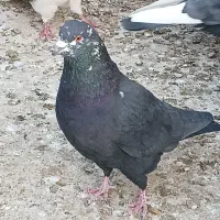 کبوتر|پرنده|شاهرود, |دیوار