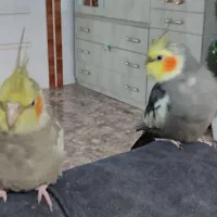 عروس هلندی جفت