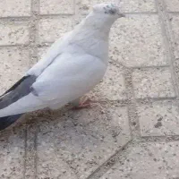 سه تا کفتر نر بیرونی|پرنده|شیراز, دارالرحمه|دیوار