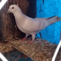 کفتر مصری|پرنده|بیرجند, |دیوار