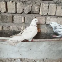 کفتر|پرنده|قم, تعویض پلاک|دیوار