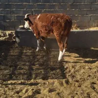 گوساله سیمینتال|حیوانات مزرعه|طبس, |دیوار