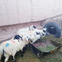 هشت راس بره