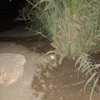 تعدادی فسیل مضافتی بفروش میرسد