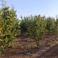 باغ-ویلا